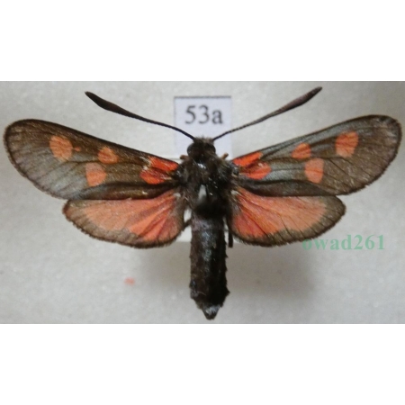 Zygaena trifolii (Esper, 1783) Kraśnik pięcioplamek Czech53a
